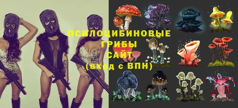 Псилоцибиновые грибы Psilocybine cubensis  как найти закладки  Мышкин 